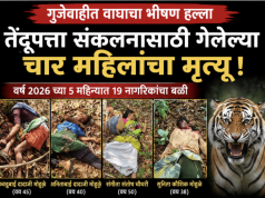 गुंजेवाहीत वाघाचा भीषण कहर : तेंदूपत्ता संकलनासाठी गेलेल्या चार महिलांचा मृत्यू, परिसरात दहशतीचे वातावरण