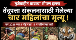 गुंजेवाहीत वाघाचा भीषण कहर : तेंदूपत्ता संकलनासाठी गेलेल्या चार महिलांचा मृत्यू, परिसरात दहशतीचे वातावरण