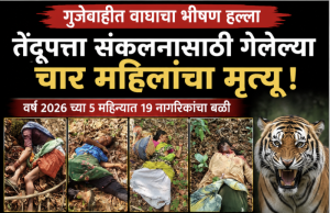 गुंजेवाहीत वाघाचा भीषण कहर : तेंदूपत्ता संकलनासाठी गेलेल्या चार महिलांचा मृत्यू, परिसरात दहशतीचे वातावरण