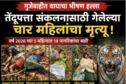 गुंजेवाहीत वाघाचा भीषण कहर : तेंदूपत्ता संकलनासाठी गेलेल्या चार महिलांचा मृत्यू, परिसरात दहशतीचे वातावरण